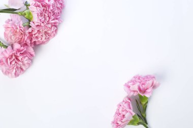 Pembe karanfil beyaz arka plan üzerinde anneler günü için çiçek