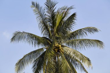 Hindistan cevizi parfüm öğle saatlerinde Tayland ışık