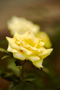 Sarı Gül evinin yanındaki Bahçe süslemeleri.