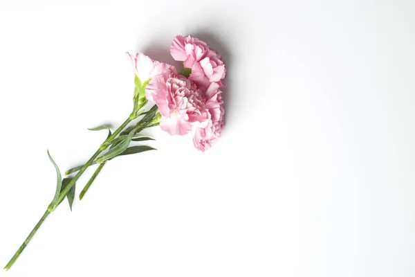 Cravos Cor Rosa Flor Para Dia Das Mães Fundo Branco — Fotografia de Stock