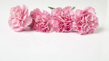 Pembe karanfil beyaz arka plan üzerinde anneler günü için çiçek