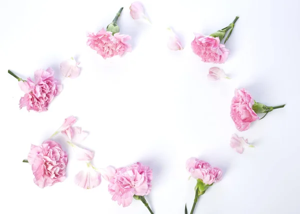Cravos Cor Rosa Flor Para Dia Das Mães Fundo Branco — Fotografia de Stock