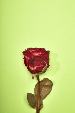 Kurutulmuş kırmızı gül gölge yeşil arka plan, en az Sevgililer kavramı üzerinde