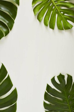 Monstera yeşil yaprakları ile kopya alanı