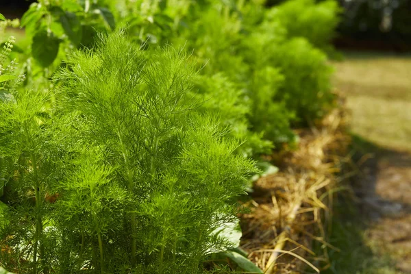 Dill. Herb löv bakgrund — Stockfoto