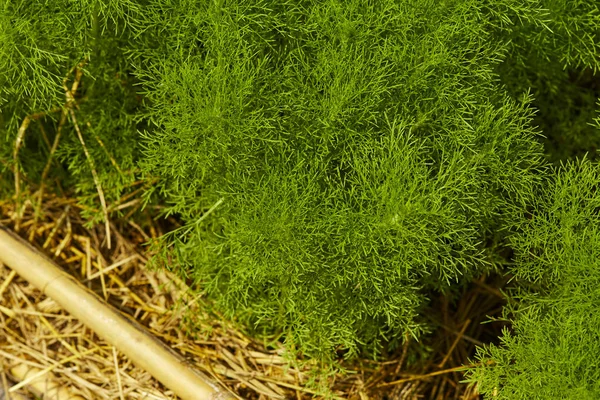 Dill. Herb löv bakgrund — Stockfoto