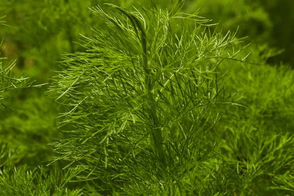 Дилл. Фон листьев травы — стоковое фото