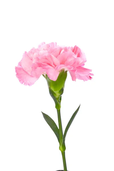 Einzige rosa Nelke — Stockfoto