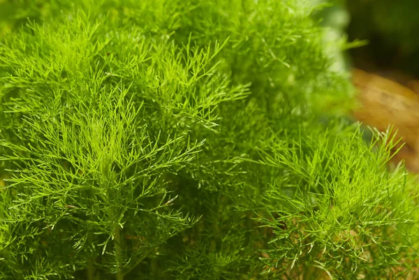 Eneldo. Fondo de hoja de hierba — Foto de Stock