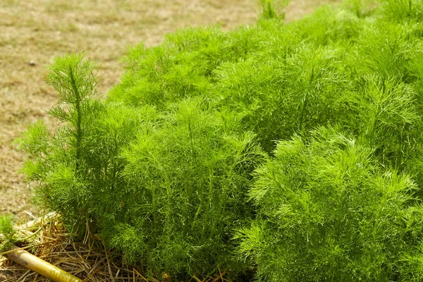 Dill. Herb löv bakgrund — Stockfoto