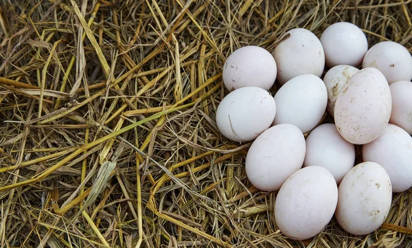 Húsvéti háttér, fehér csirke tojás — Stock Fotó