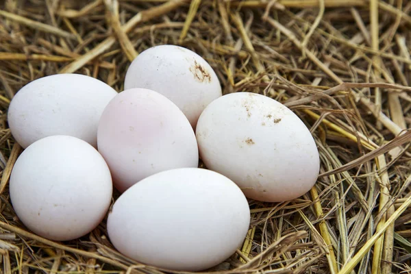 Fondo de Pascua, huevos de gallina blanca —  Fotos de Stock