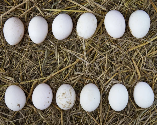 Huevos blancos de Pascua sobre paja —  Fotos de Stock