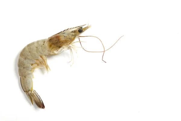 Fresh raw seafood shrimp — Stock Photo, Image