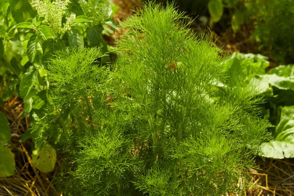 Dill. Herb löv bakgrund — Stockfoto