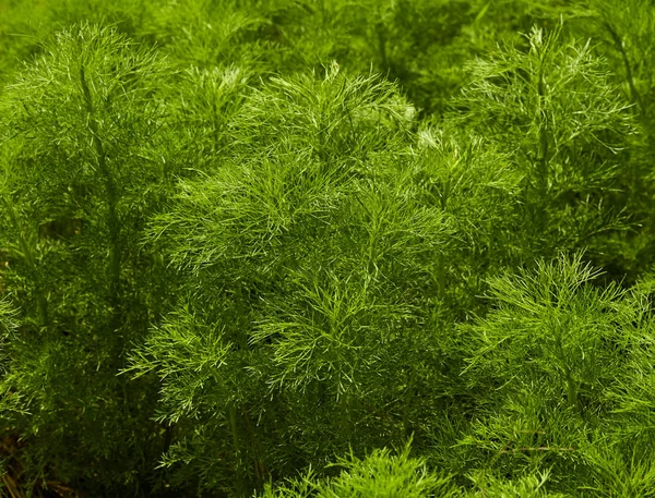 딜 허브 잎 배경 — 스톡 사진