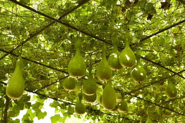 Cukkini Ültetett Vidéken Bio Zöldségek Egészséges Zöldség Mezőgazdasági — Stock Fotó