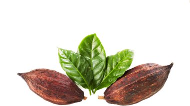 Kakao yaprağı üzerinde beyaz bir arka plan ile kakao bakla