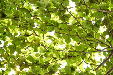 Bir orman ağacı üzerinde yeşil taze yaprakları