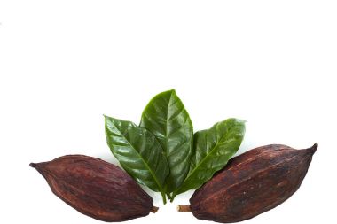 Kakao yaprağı ile kakao bakla