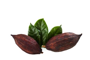 Kakao yaprağı ile kakao bakla