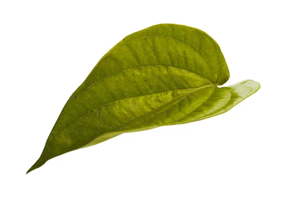 Hoja de betel hojas tropicales sobre fondo blanco — Foto de Stock