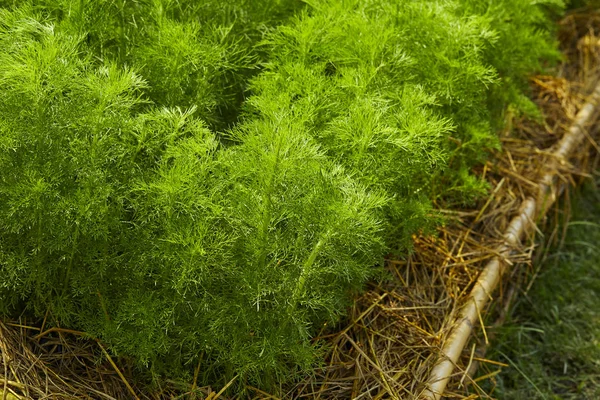 Dill. Herb löv bakgrund — Stockfoto