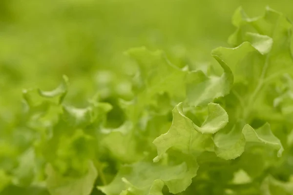 Salat auf dem Hydroponik-Hof — Stockfoto