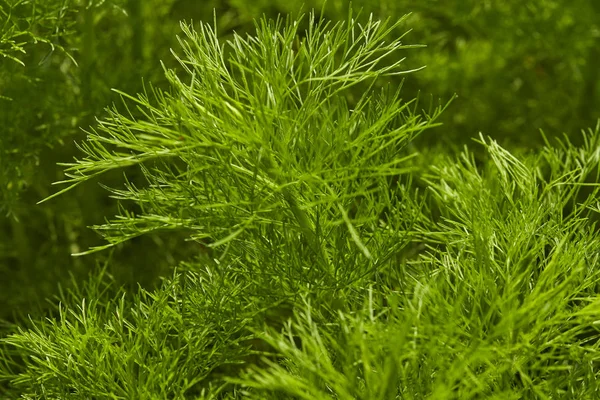 Dill. Herb leaf background — Stock Photo, Image