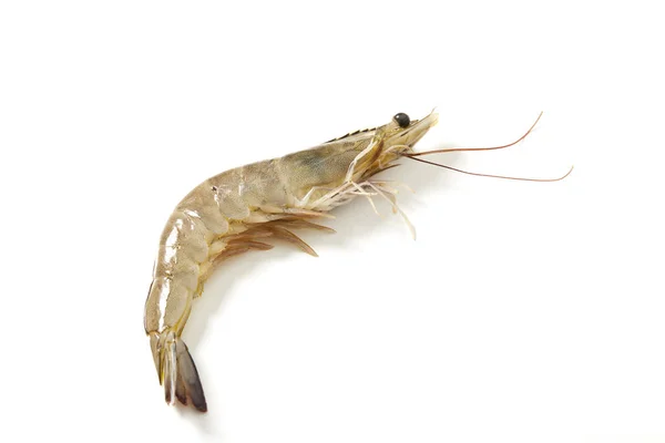 Fresh raw seafood shrimp — Stock Photo, Image