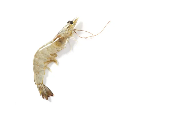 Fresh raw seafood shrimp — Stock Photo, Image