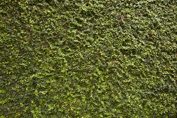 Muur boom en groene blad achtergrond — Stockfoto