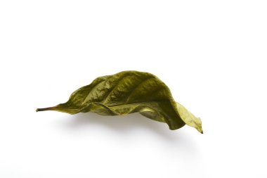 Tek kuru yaprak yeşil yaprak 