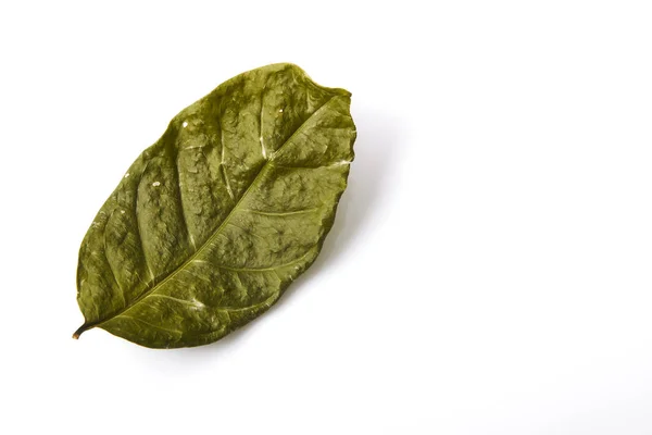 Сухой зелёный лист — стоковое фото