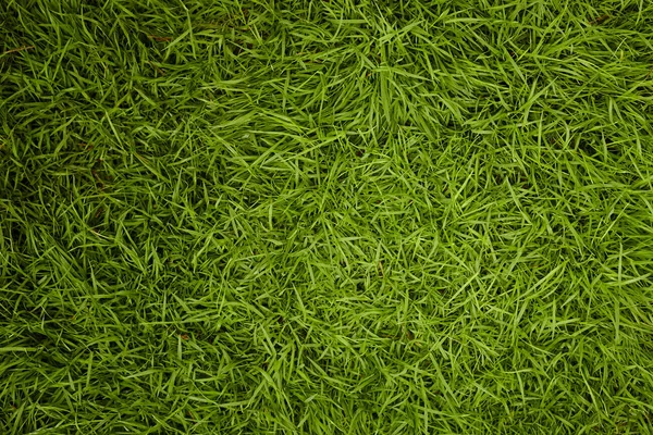 Green grass texture background — Stock Photo, Image