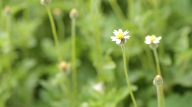 Küçük çiçek beyaz ve sarı flora Meksika daisy ceket düğmeleri