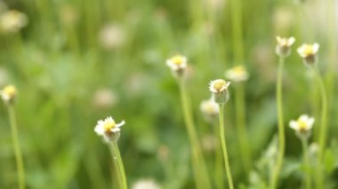 Küçük çiçek beyaz ve sarı flora Meksika daisy ceket düğmeleri