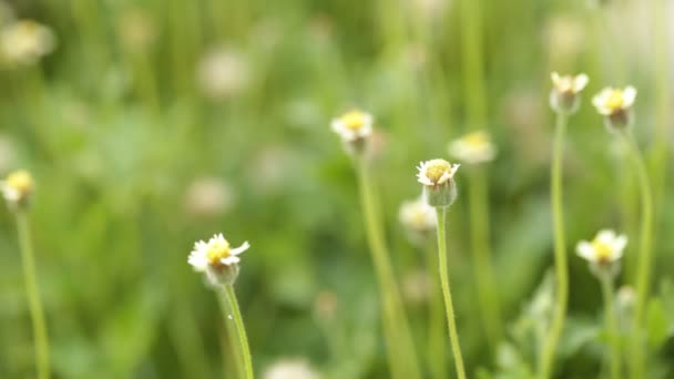 Kis Virág Fehér Sárga Növény Mexikói Daisy Kabát Gombok — Stock videók