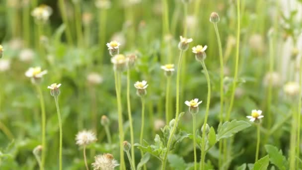 Liten Blomma Vit Och Gul Flora Mexikanska Daisy Rock Knappar — Stockvideo