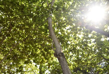 ışık ve Bahçe siste