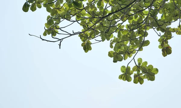 Zweig des grünen Blattes — Stockfoto