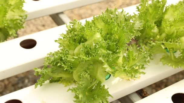 Lettuce Greenhouse Hydroponics — Stock Video