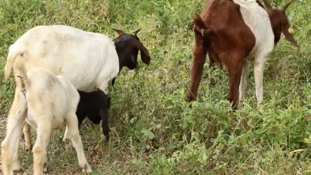 Many Goats Feeding Grass — Stock Video