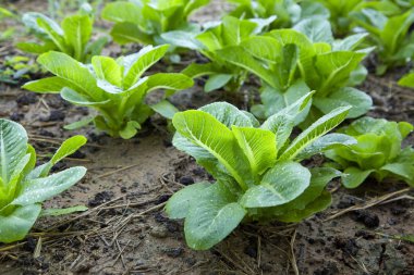 Tayland organik sebze tarım