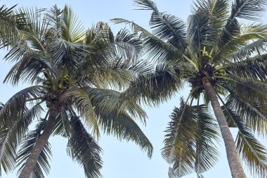 Mavi gökyüzü ile Hindistan cevizi ağacı