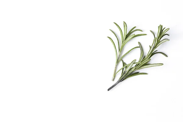 Biberiye bitki closeup beyaz arka plan üzerinde — Stok fotoğraf