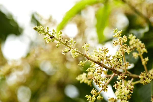 Tam çiçeklenme bir mango ağacının Görüntüleri