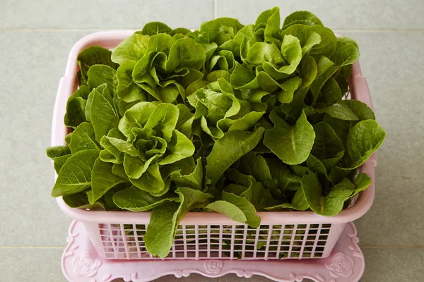 Bio-Salat im Korb — Stockfoto