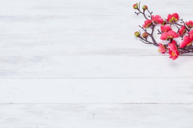 Erik çiçekleri beyaz tahta üzerinde çiçek açar.