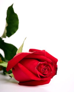 tek güzel kırmızı gül beyaz